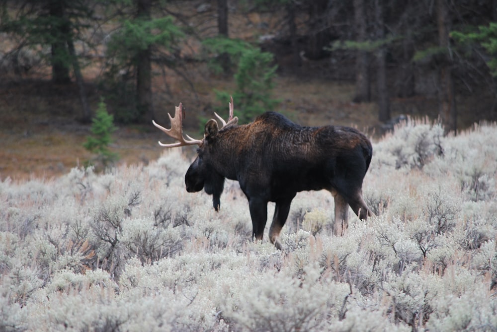 brown moose on white grass field during daytime