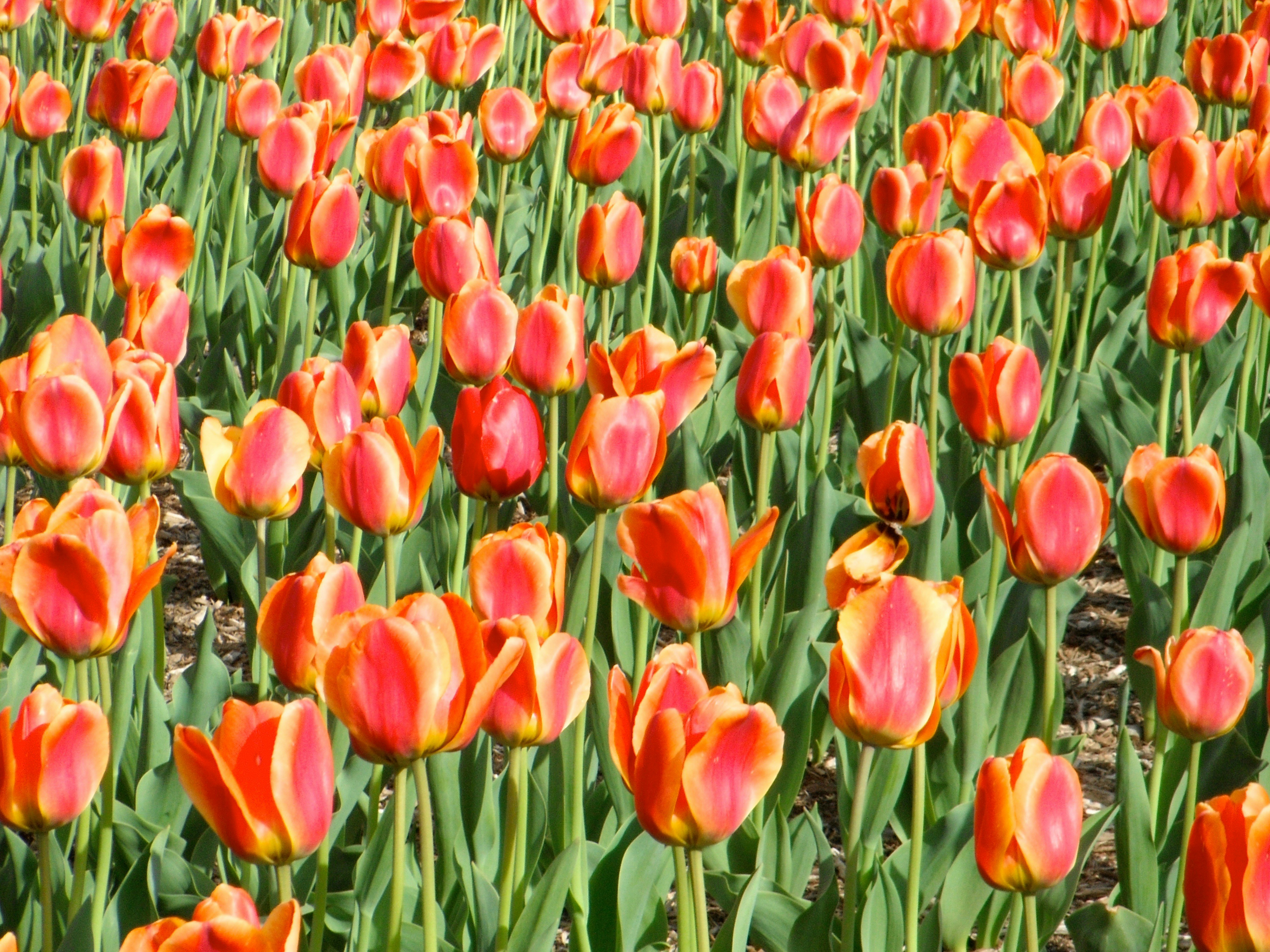 Photo by tonitisdale