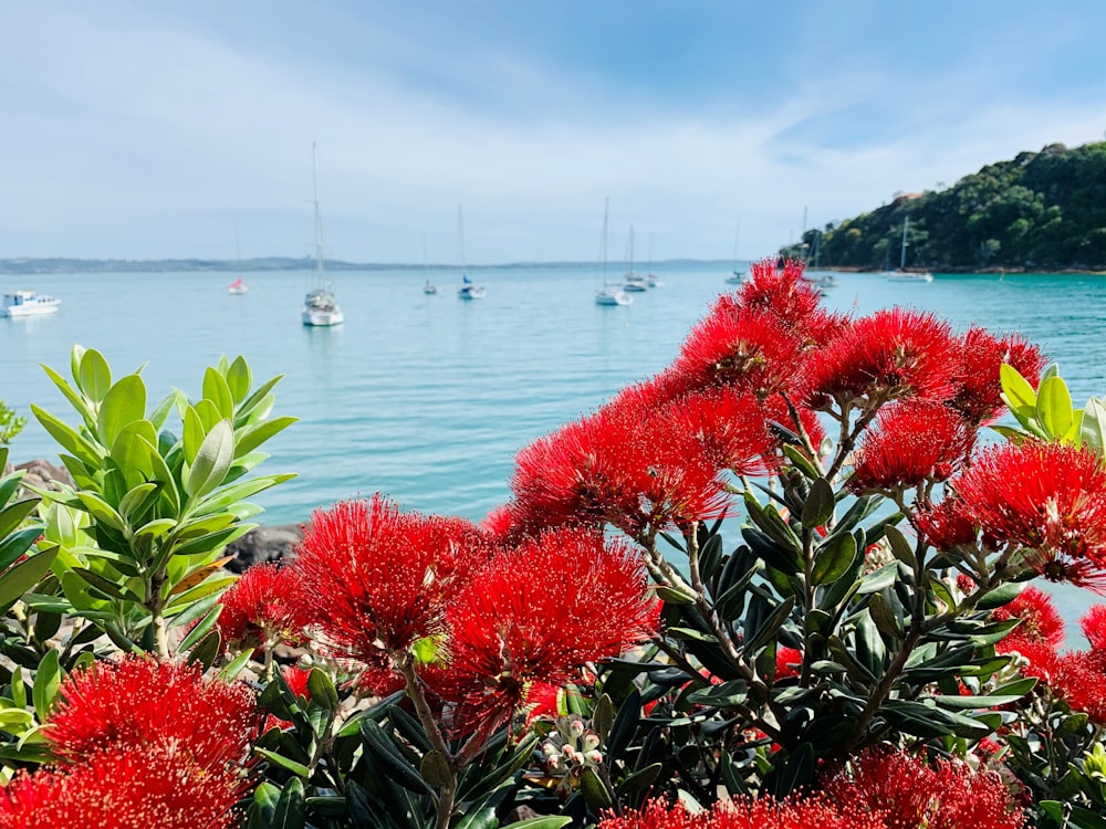 red flowers near body of water during daytime