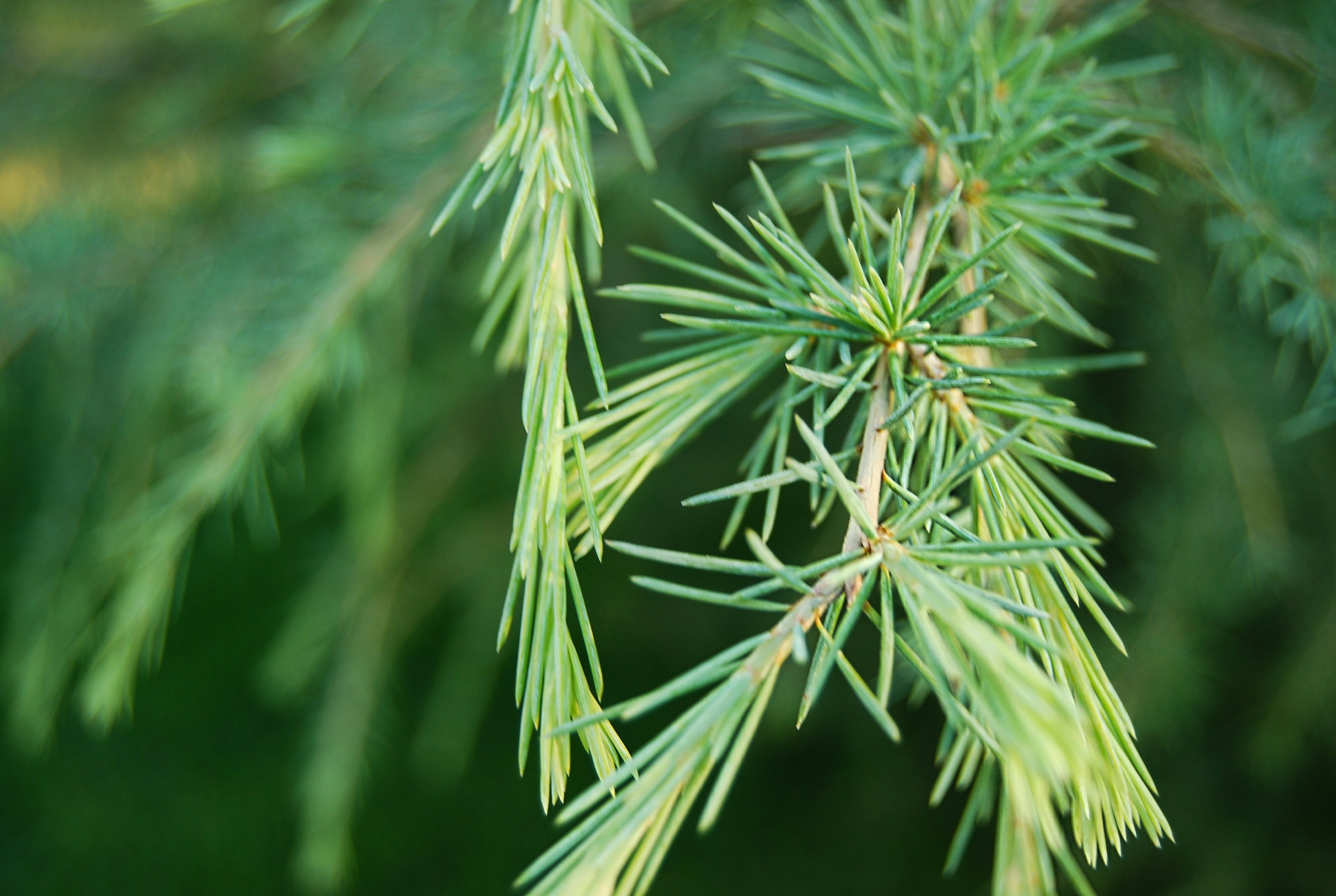 Photo by danielaajorquera