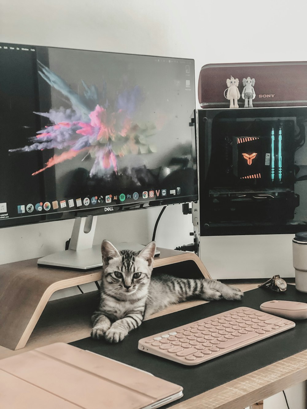 silver tabby cat beside silver imac