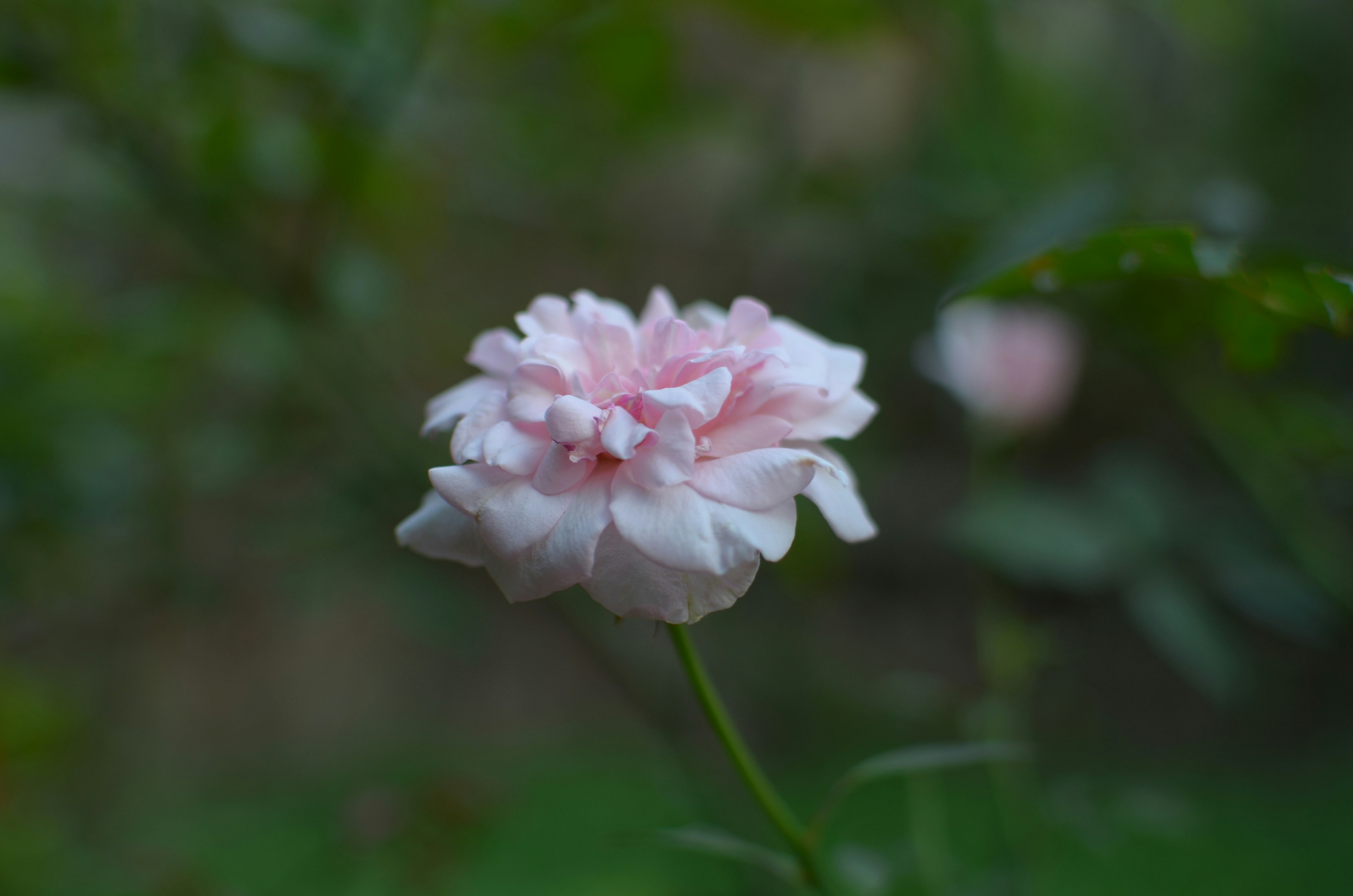 fiore rosa e bianco in lente tilt shift