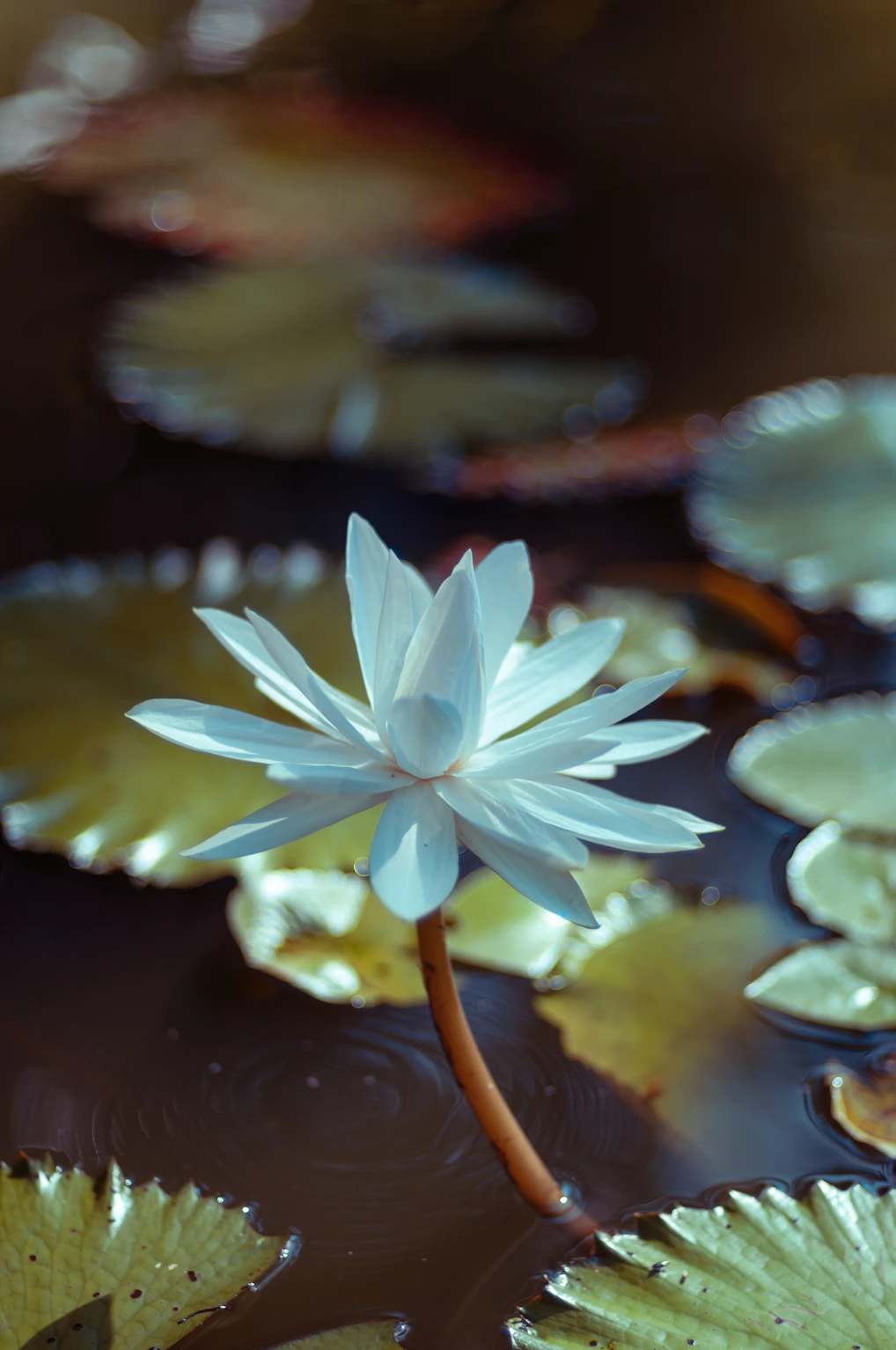 white lotus flower on water