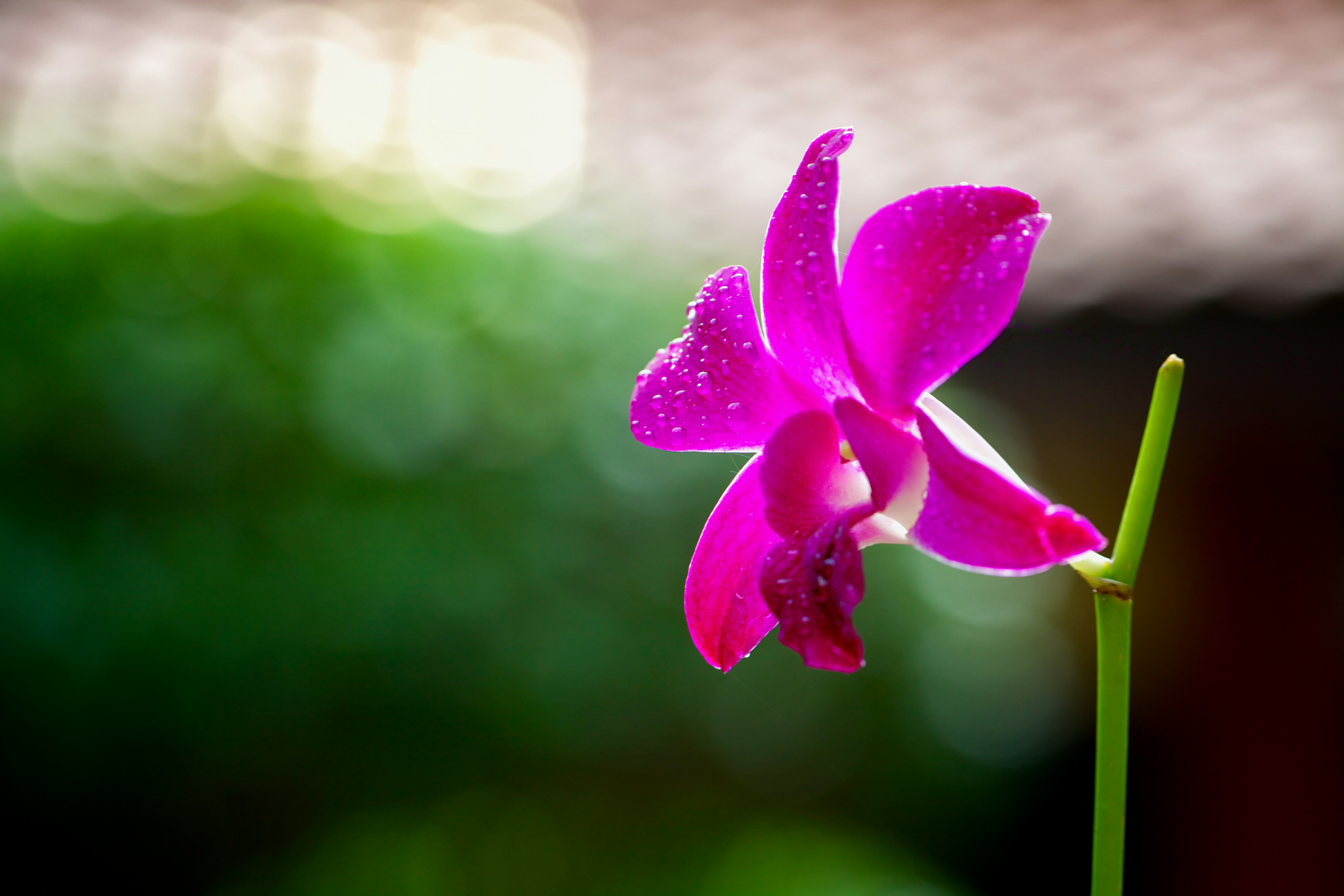 Photo by mahmudahsan