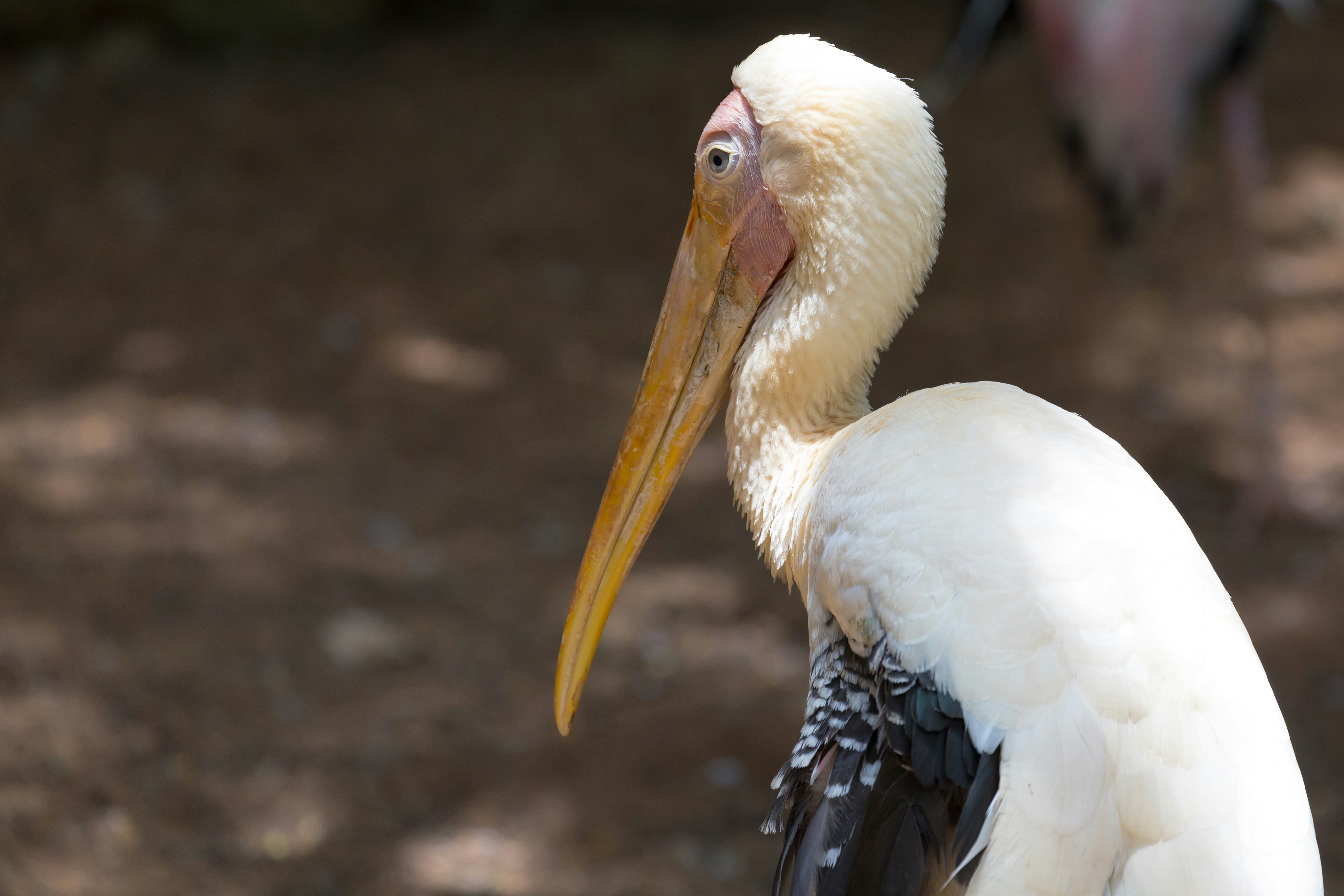 Photo by mahmudahsan