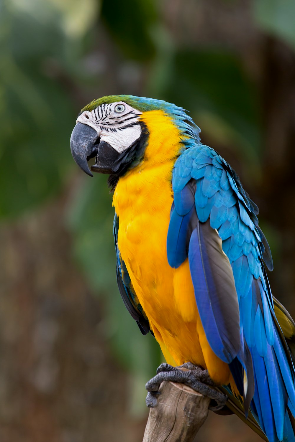 blue yellow and green parrot