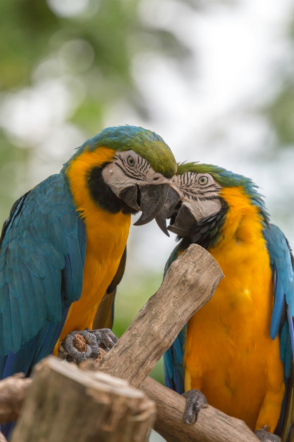 yellow green and blue parrot