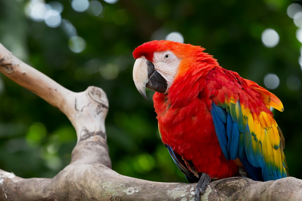 red blue and yellow macaw perched on brown tree branch during daytime