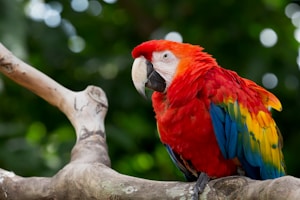 Tropical Bird Accessories