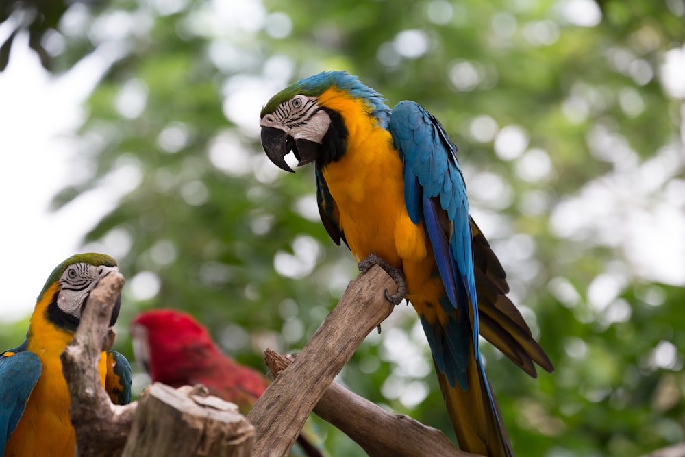 blue yellow and green parrot on brown tree branch