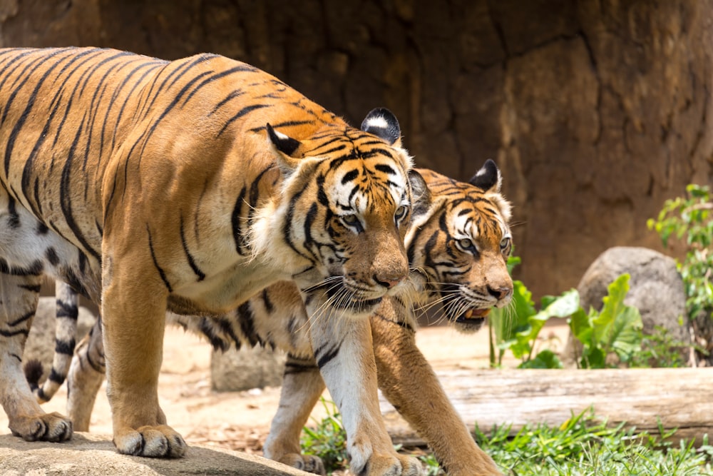 brown and black tiger walking on white sand during daytime