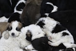 A group of dogs resting peacefully together on soft bedding.