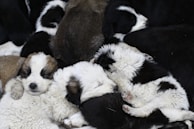 A group of fluffy puppies curled up together, sleeping peacefully. The puppies have various color patterns, including black, white, and brown, and their fur looks soft and thick.