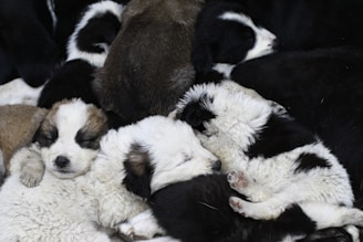 A group of fluffy puppies curled up together, sleeping peacefully. The puppies have various color patterns, including black, white, and brown, and their fur looks soft and thick.