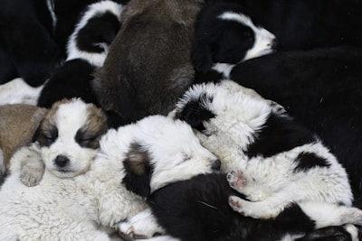 A group of dogs resting peacefully together on soft bedding.