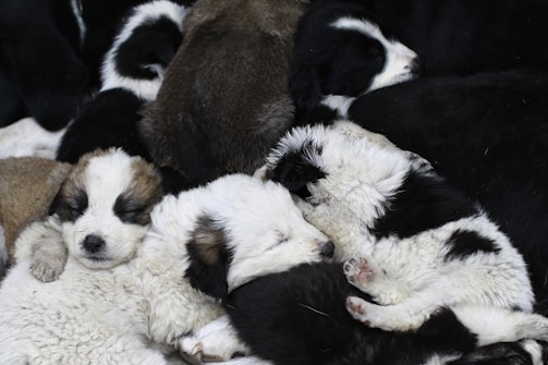 A group of playful puppies mingling together on cozy black and white mats inside the daycare.