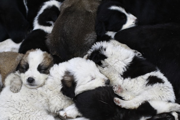 A group of happy puppies from different breeds cuddled together on a soft cushion.