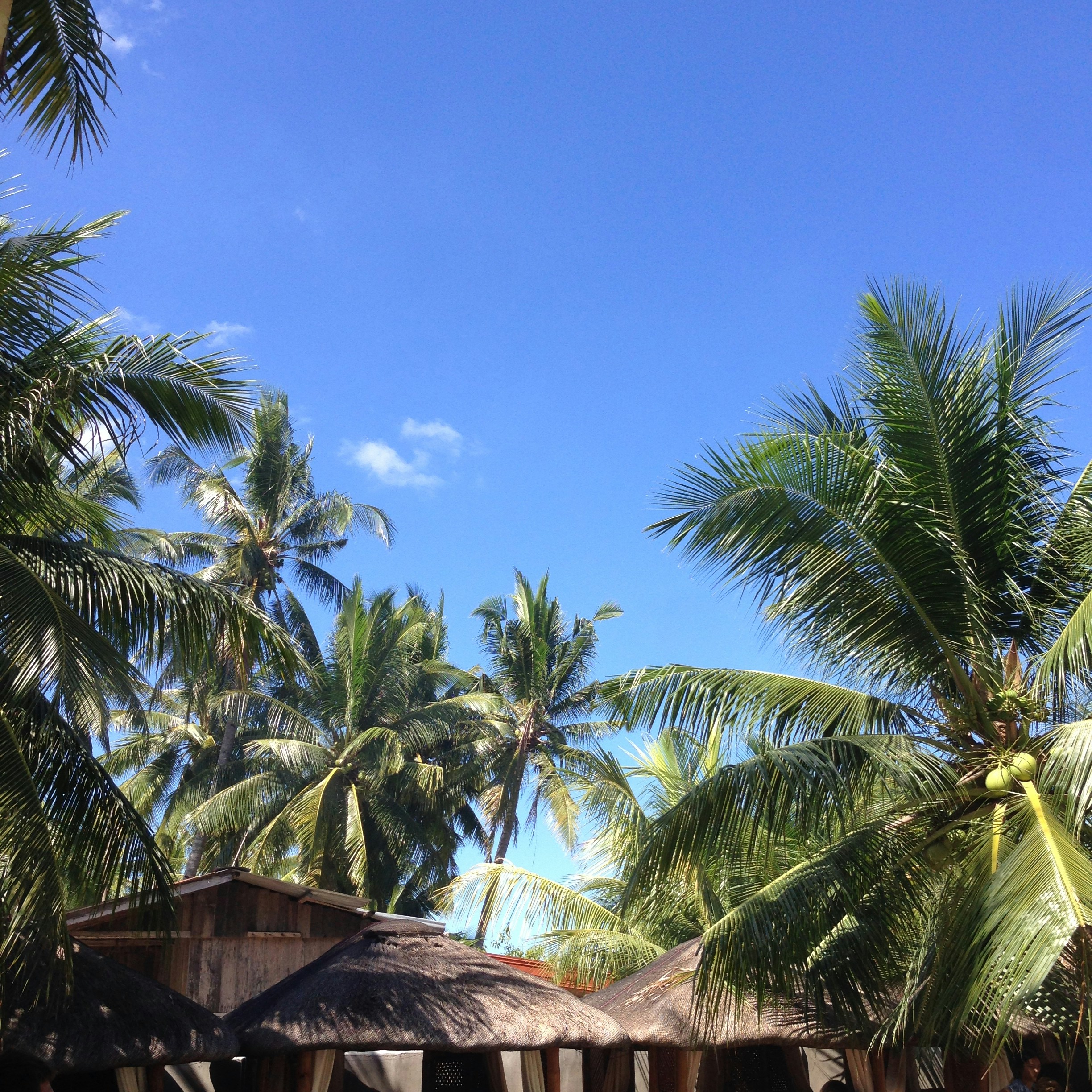 palm tree under blue sky during daytime
