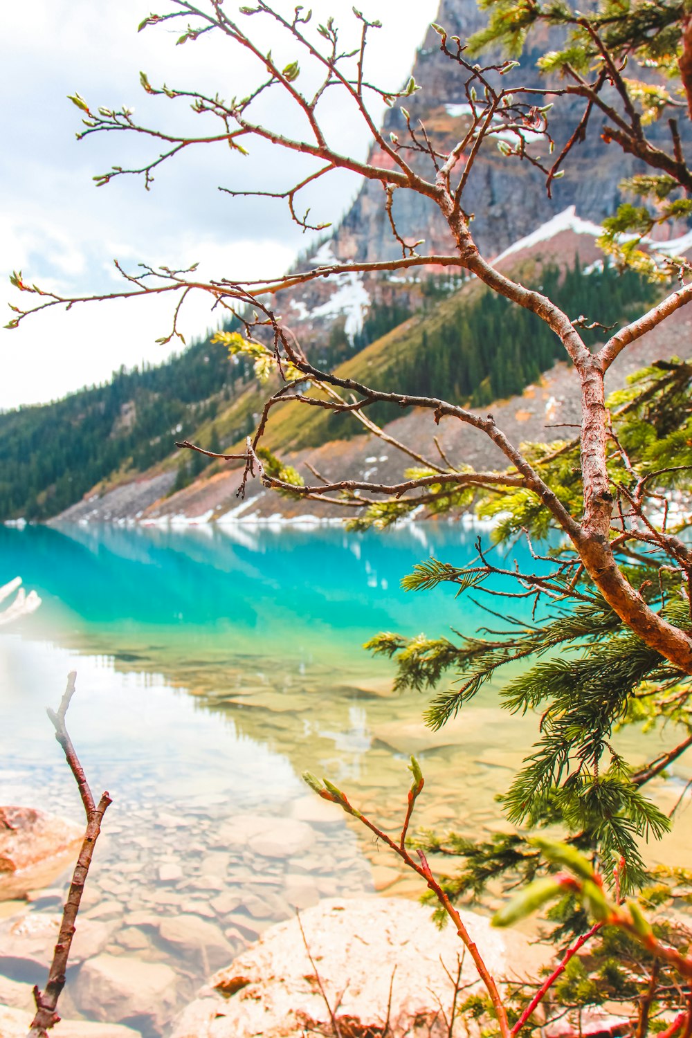 green and brown tree branch near body of water during daytime