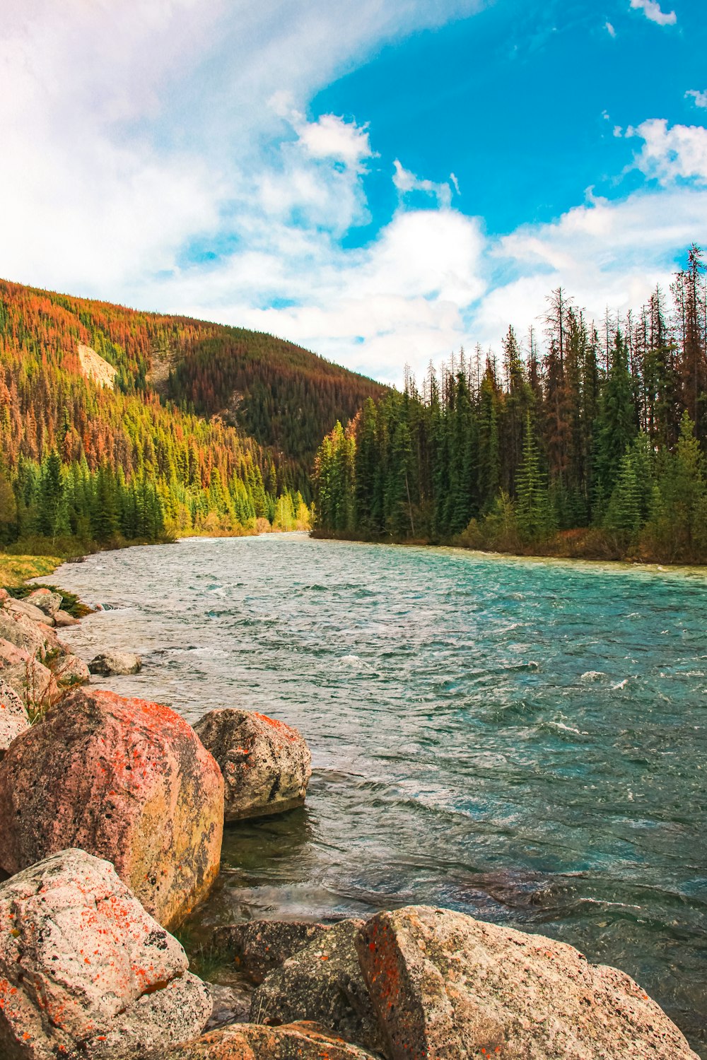 green pine trees beside river under blue sky during daytime