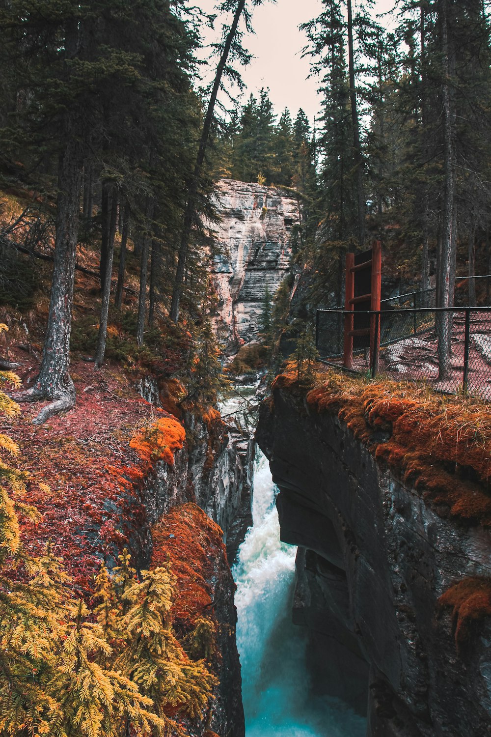 red and brown trees near river