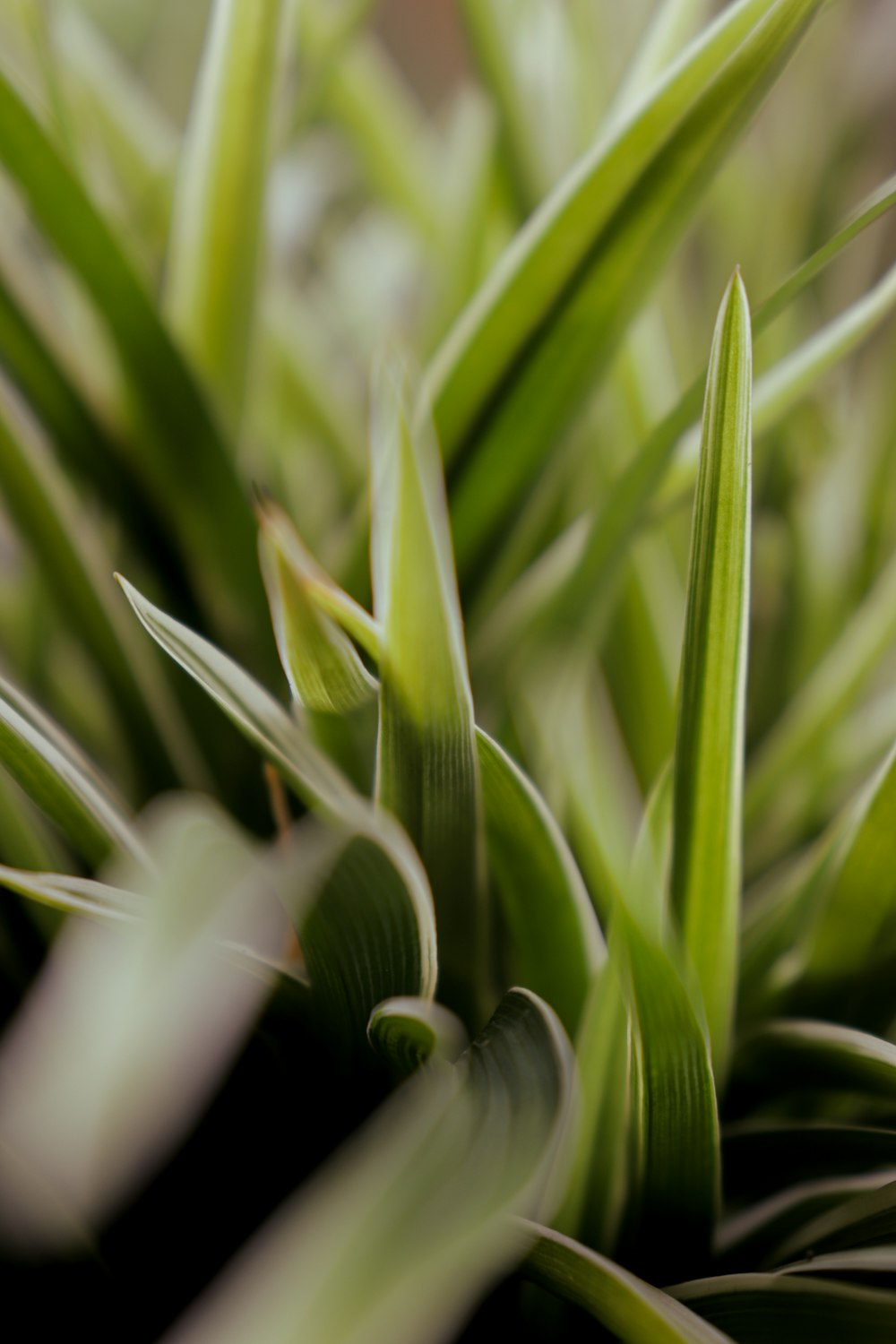 green grass in close up photography