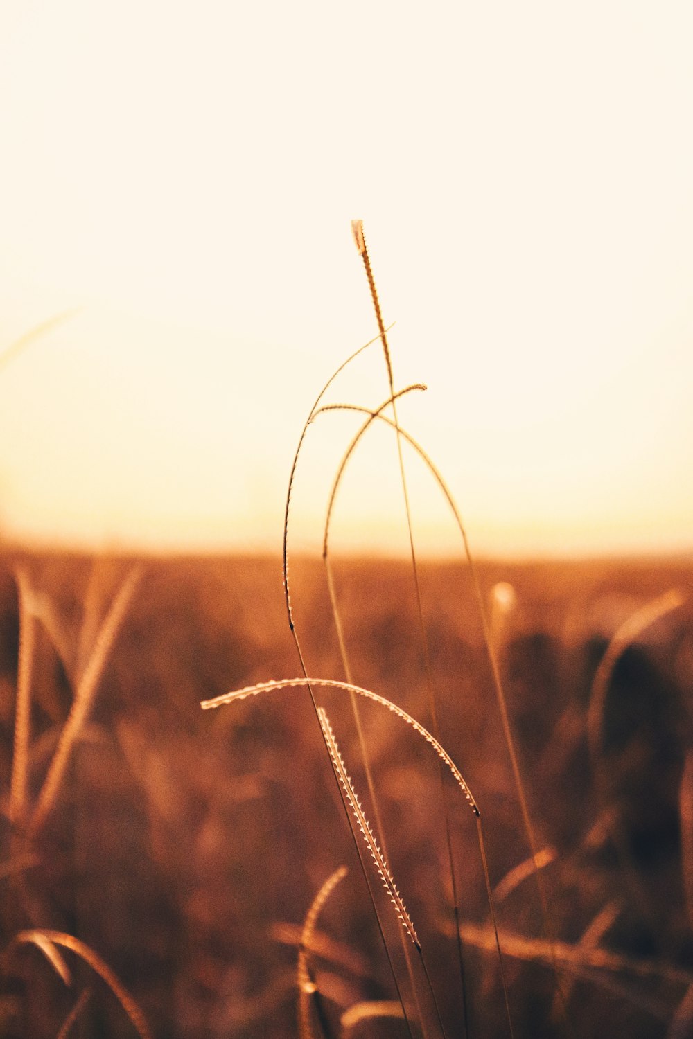 brown grass during golden hour