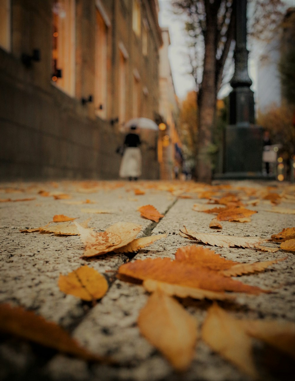 brown dried leaves on gray concrete floor