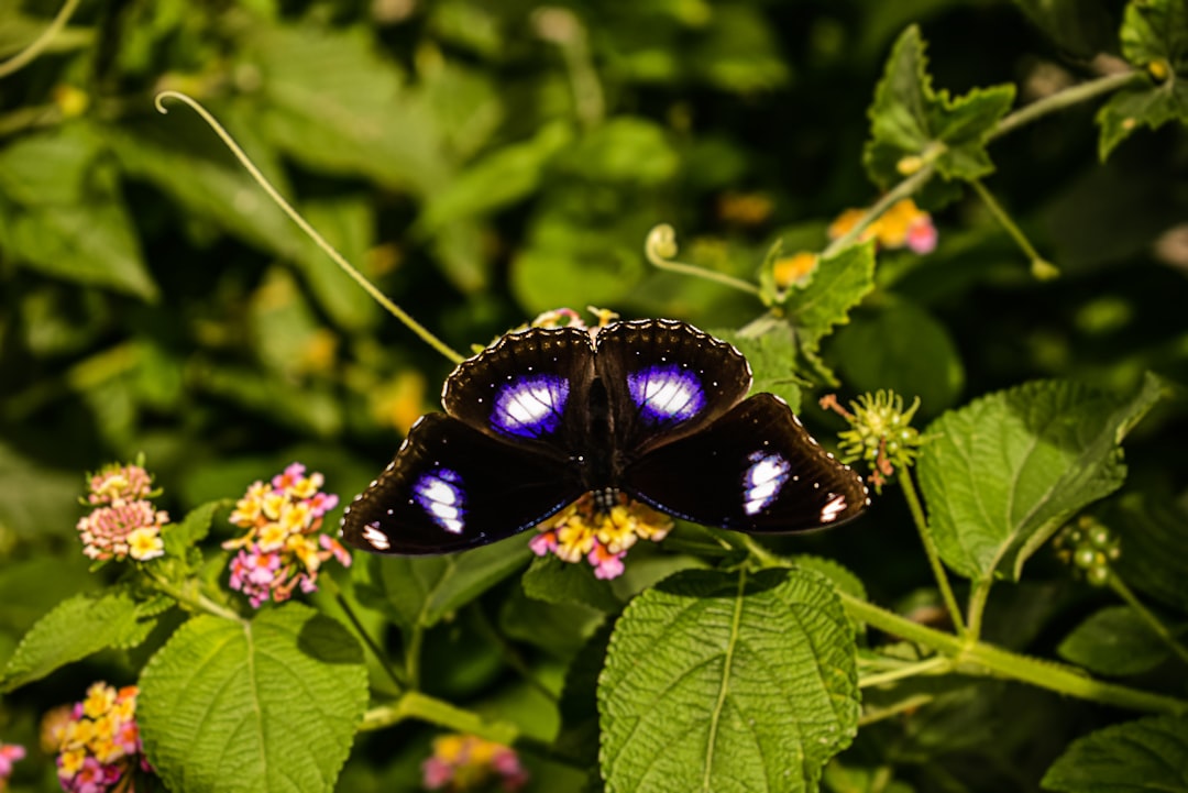 Butterfly Photography