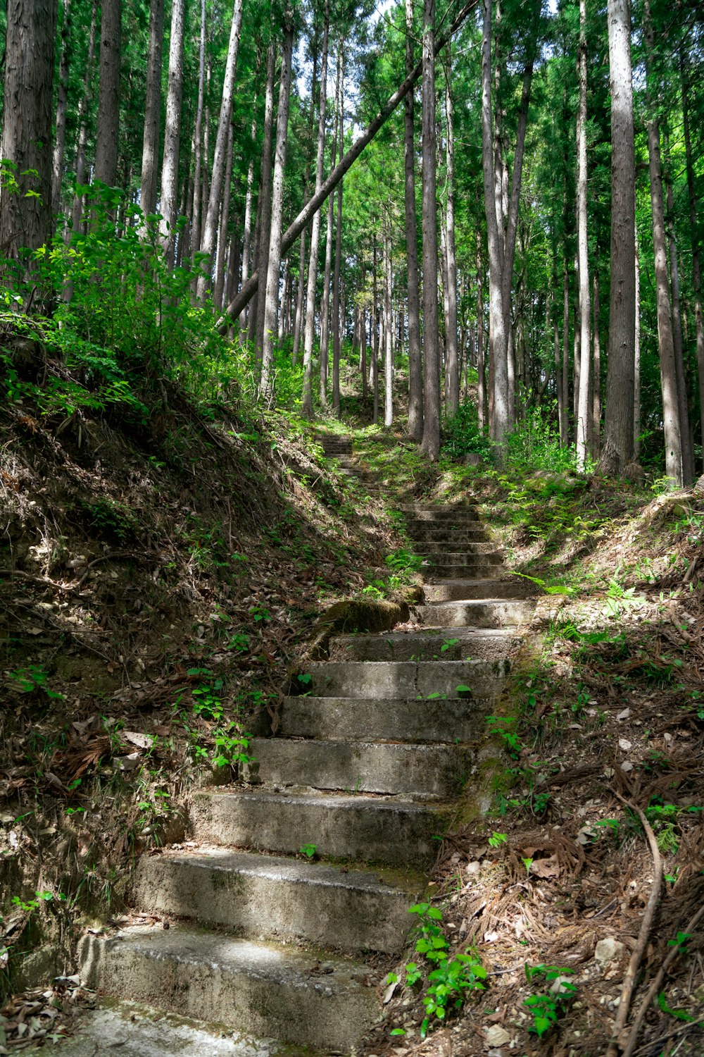 gray concrete stairs between green trees during daytime