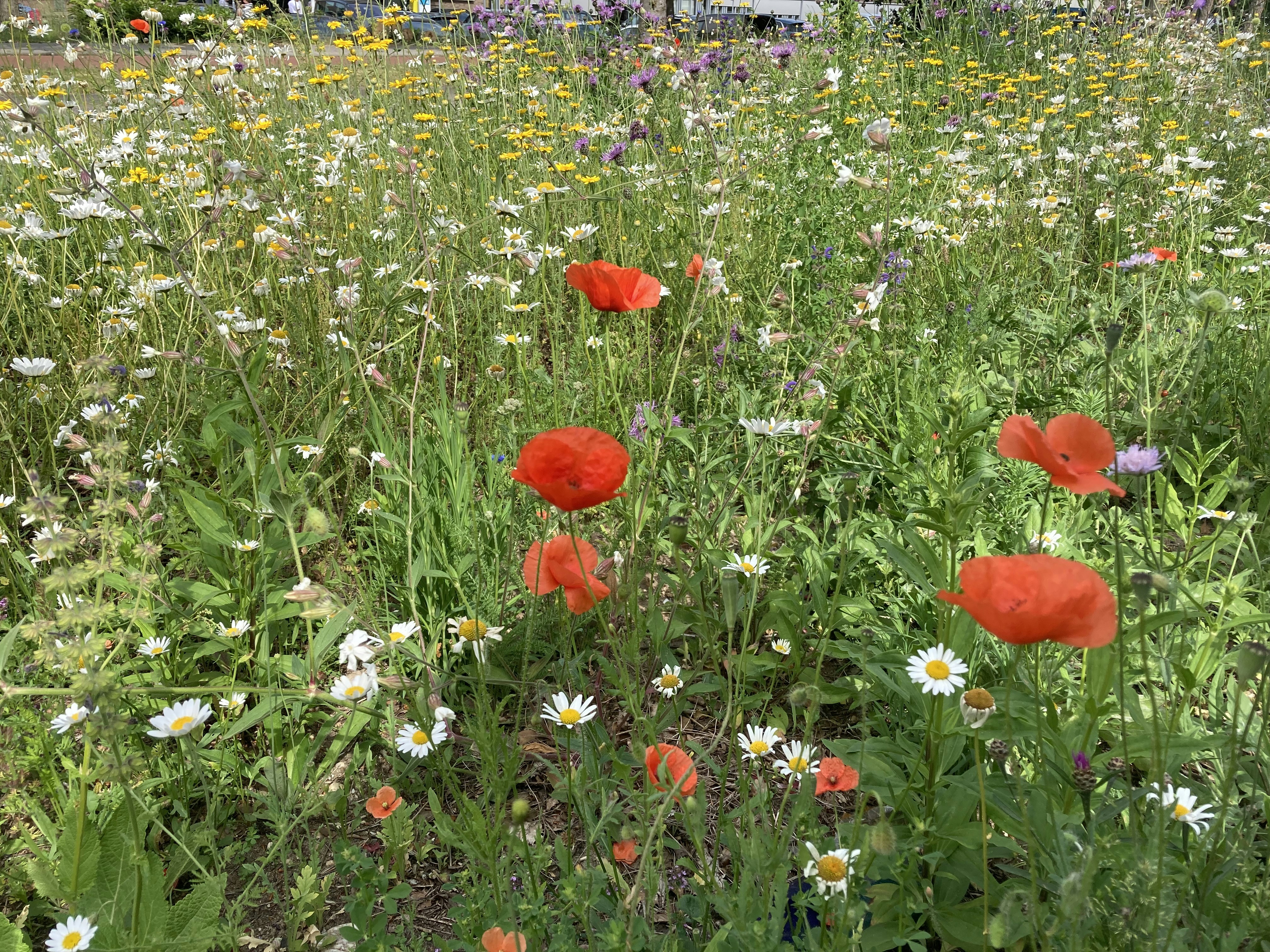 rotes Blumenfeld tagsüber