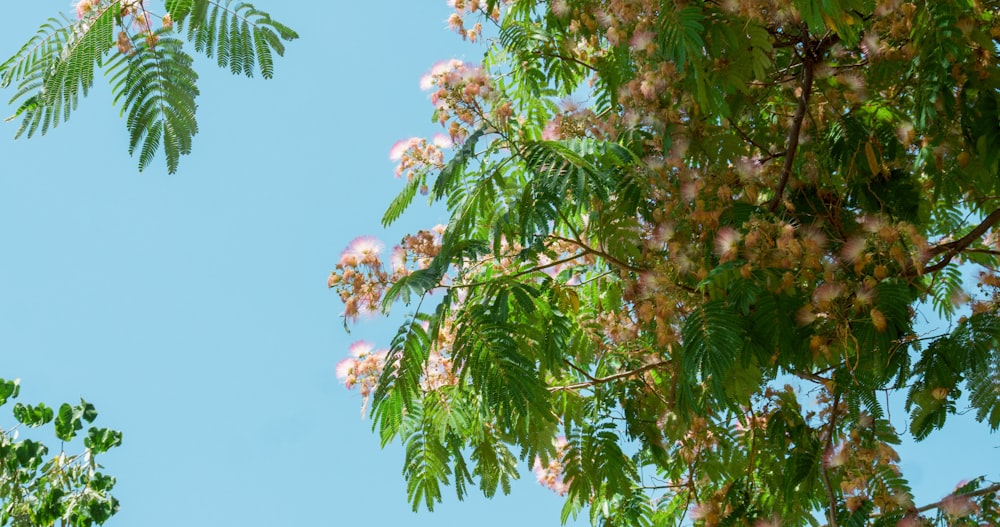 green and brown tree under blue sky during daytime