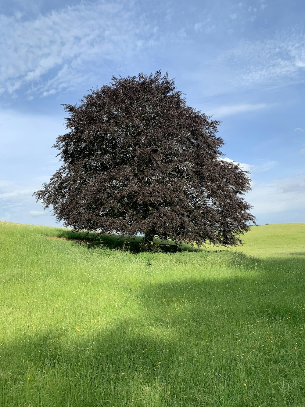 brauner Baum auf grünem Grasfeld unter blauem Himmel tagsüber