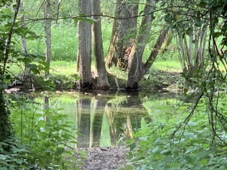 A serene wooded area with a small pond or stream reflecting the surrounding trees. The scene is lush with greenery, and sunlight filters through the foliage, creating a peaceful and natural atmosphere.