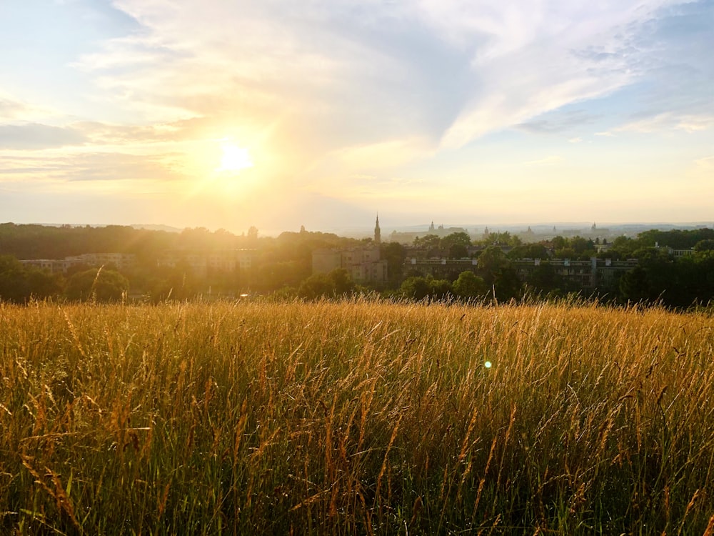 green grass field during daytime