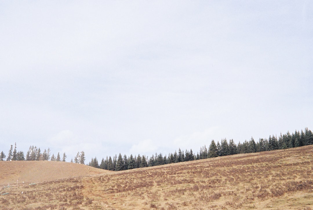 brown field with green trees under white sky during daytime