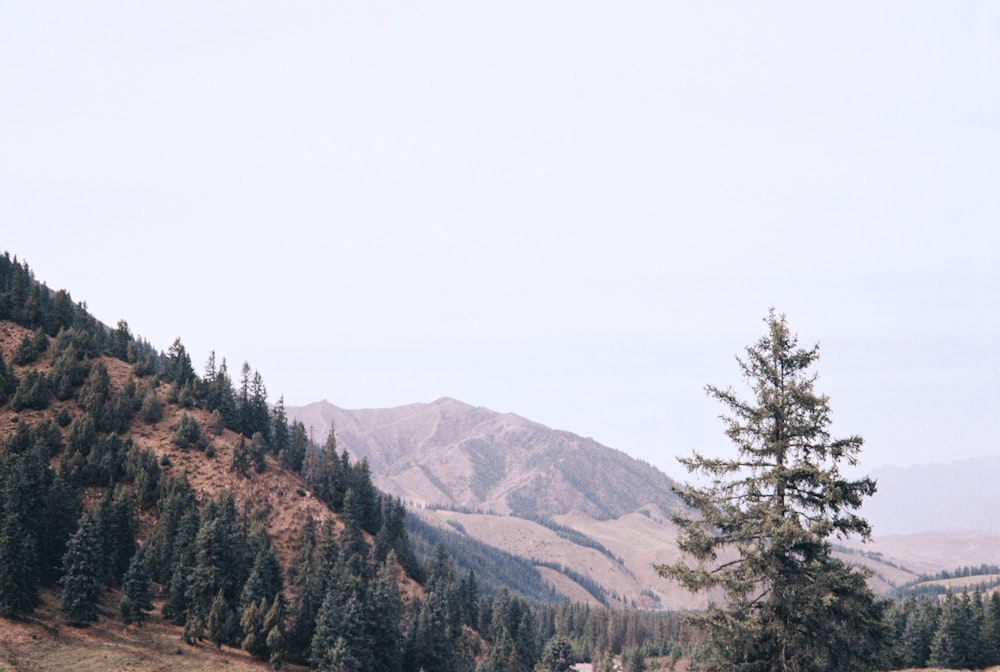 green trees on mountain during daytime