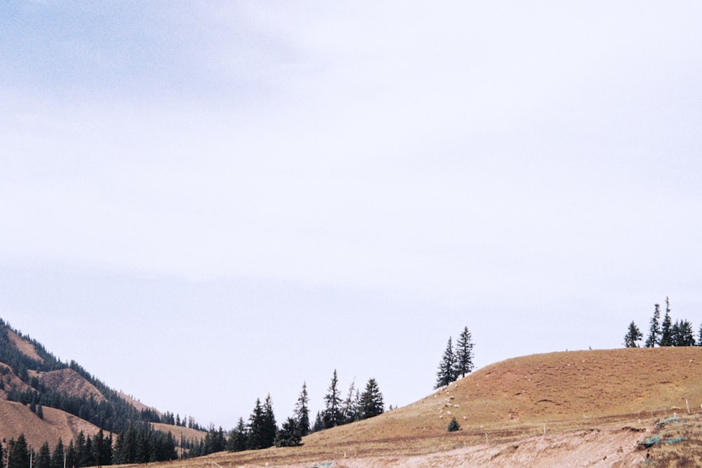 green trees on brown field under white sky during daytime