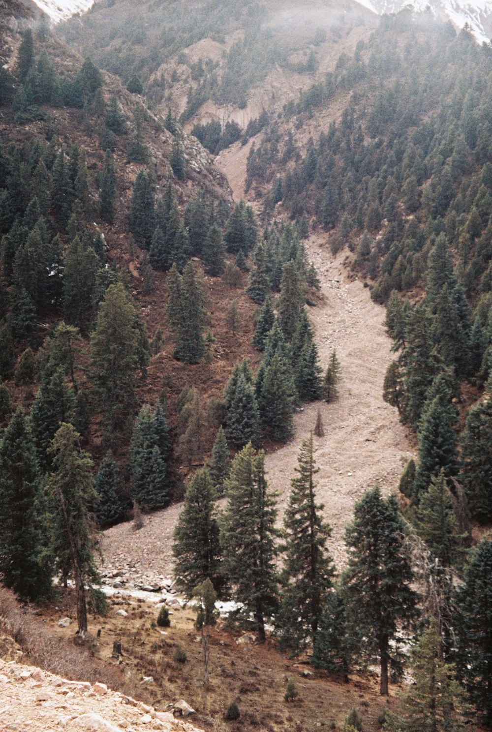 green pine trees on mountain during daytime