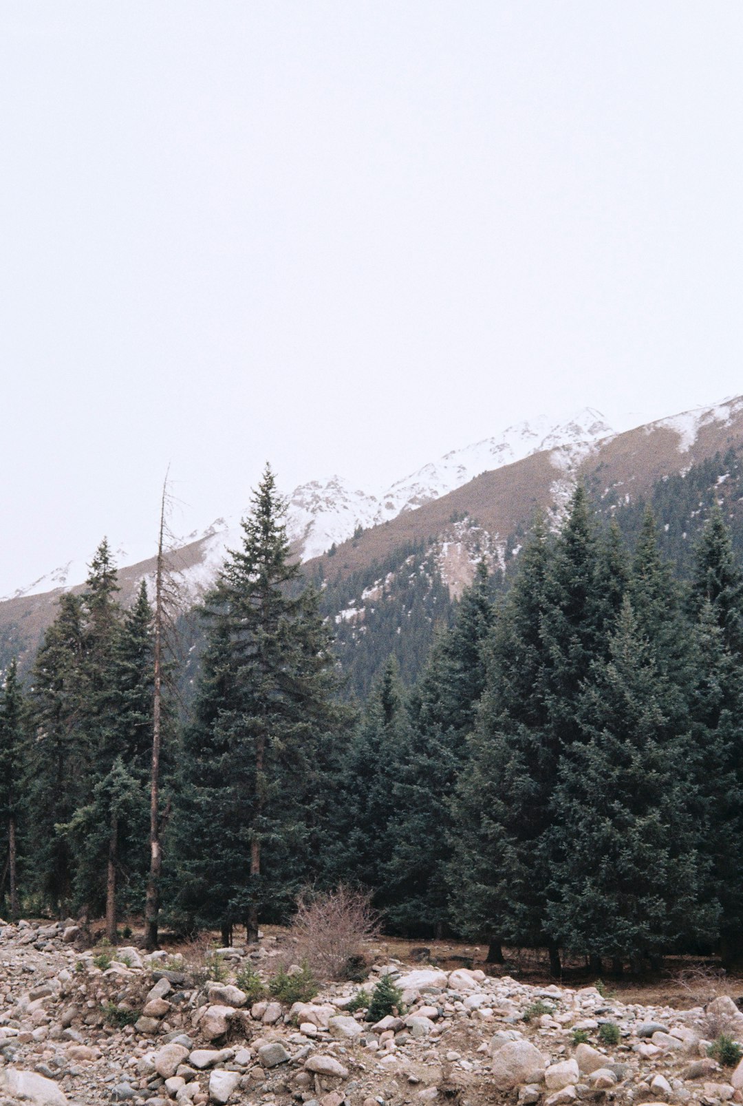 green trees near brown mountain during daytime