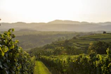 Scenic vineyard landscape at sunset with soft golden light.