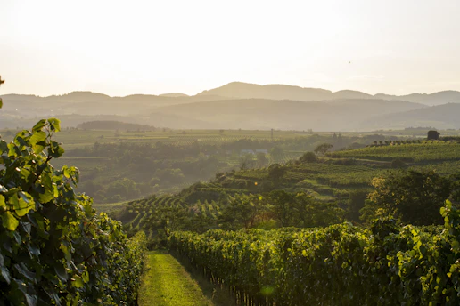 A sunlit vineyard stretching across rolling hills in the Russian River Valley at golden hour.
