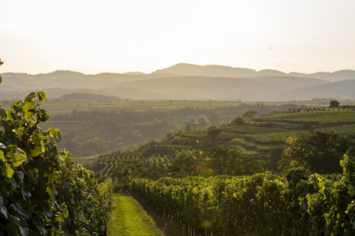 A picturesque vineyard at sunset, showcasing lush grapevines.