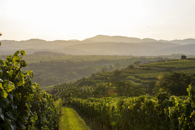 A serene sunset over a vineyard in Tuscany, with soft golden light casting long shadows on rolling hills.