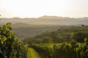Vineyards rolling across the hills of the Douro Valley, bathed in warm afternoon light.