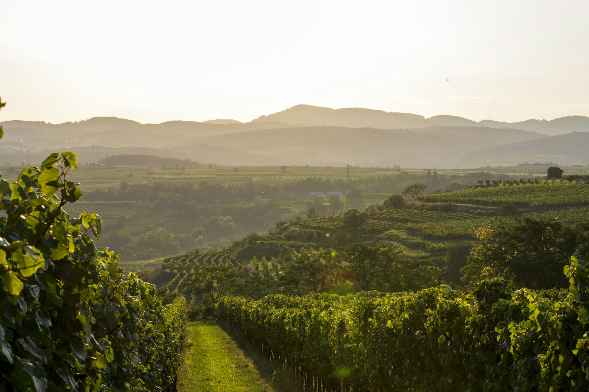 A stunning view of the Napa Valley vineyards at sunset, showcasing the lush grapevines and rolling hills.