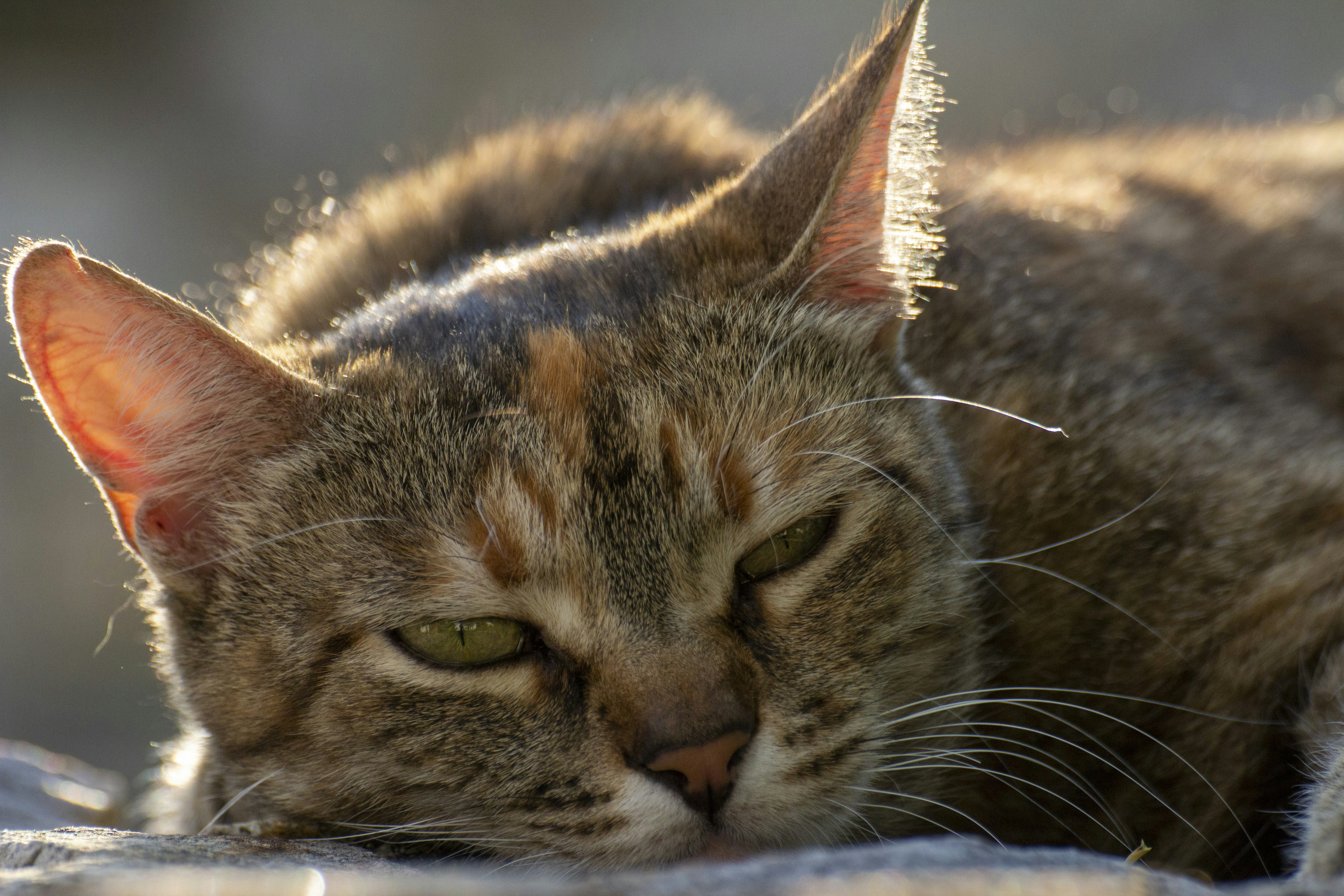 Photo by jkophoto719