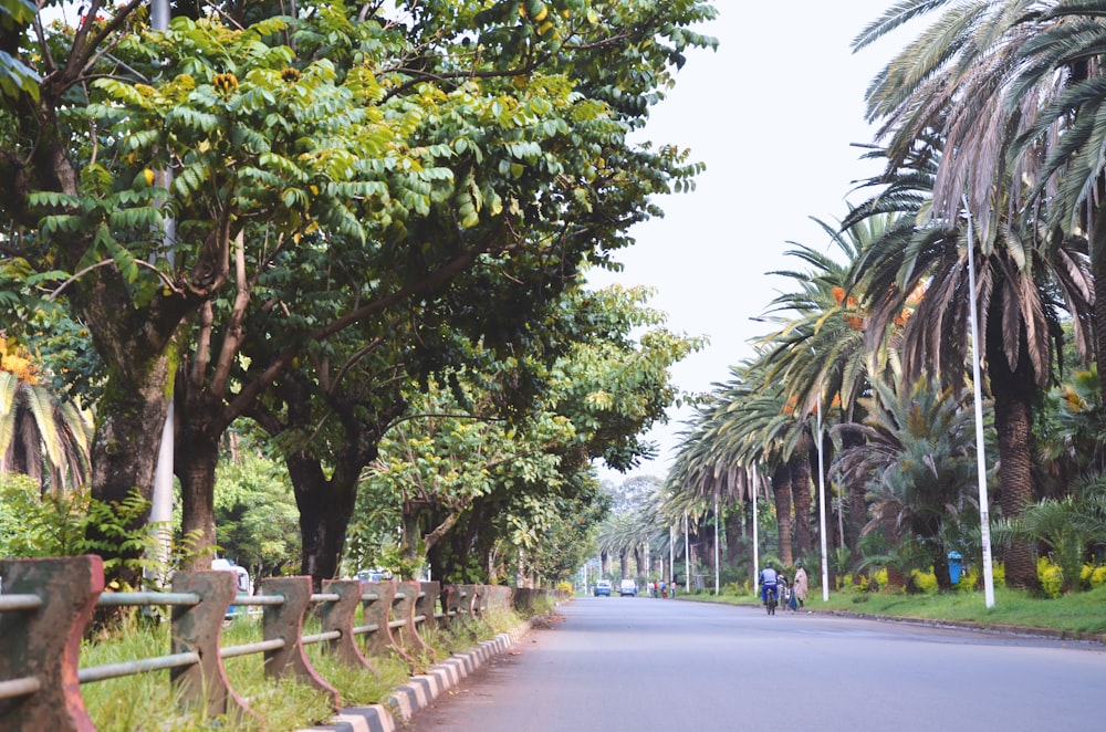 gray concrete road between green trees during daytime