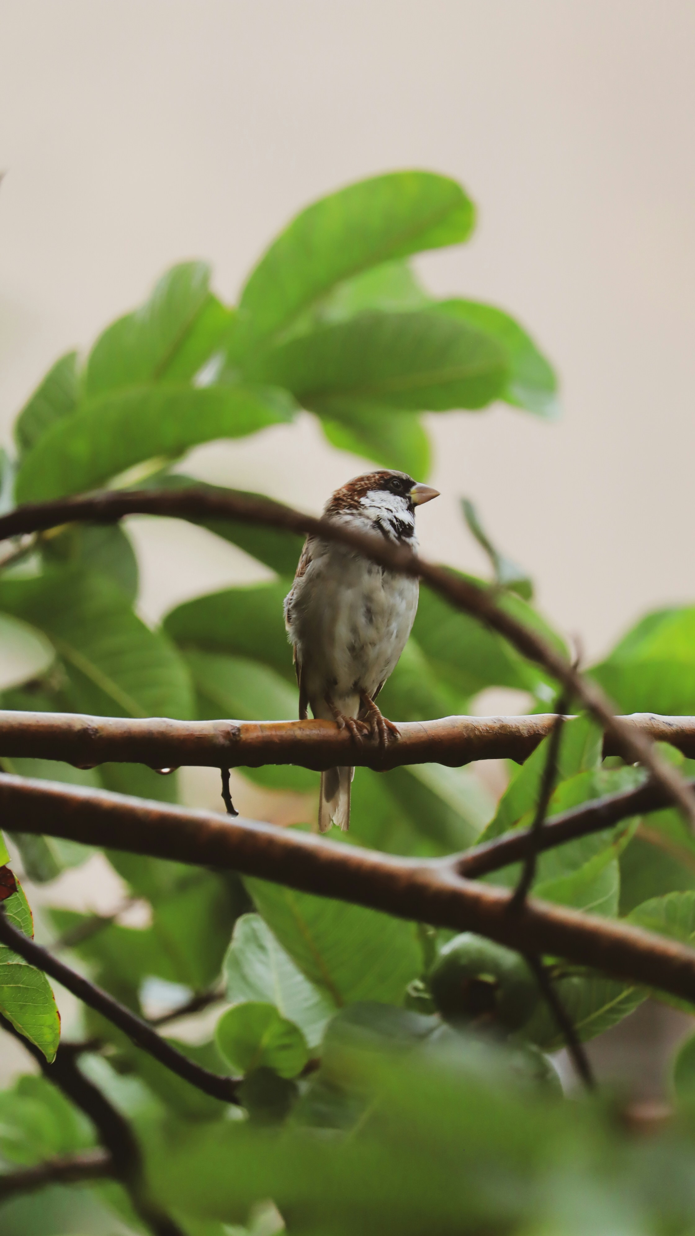 Photo by vedangtandel