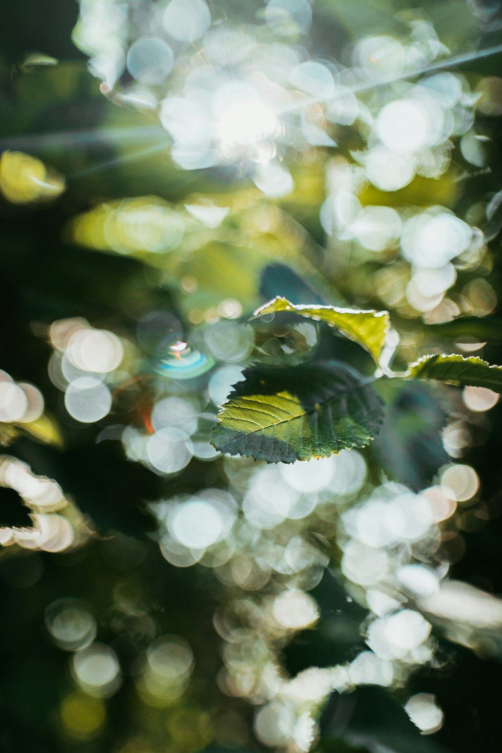 water droplets on green leaf